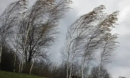 Zdjęcie do Ostrzeżenie Meteorologiczne: Silne wiatry